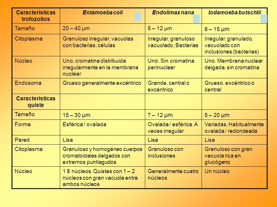 iodamoeba butschlii morfologia trofozoito iodamoeba butschlii morfologia trofozoito